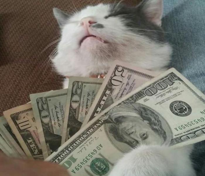 +140 Hình Ảnh Mèo Cầm Tiền 3D Ngầu, Meme Hài Hước Cute Nhất Internet