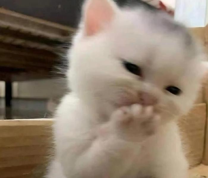 +105 Hình Ảnh Mèo Cười, Meme Mèo Mắc Cười Hài Hước Dễ Thương Nhất MXH
