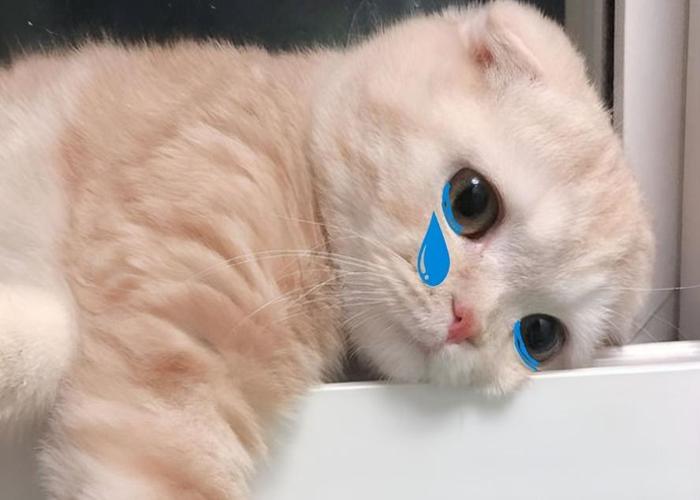 Chọn Lọc 101+ Ảnh Mèo Khóc Cute, Meme Mèo Khóc Khôi Hài Dễ Thương