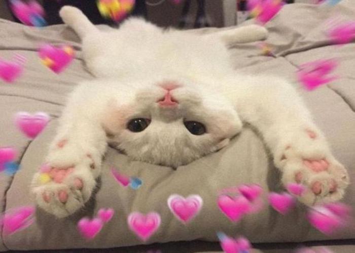 Bộ Sưu Tập +88 Ảnh Mèo Trái Tim Cute, Meme Dễ Thương – Hình Nền HD