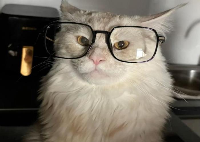 Tuyển Tập +139 Hình Mèo Đeo Kính Cute, Ngầu Cực Cool, Meme Mèo Hài