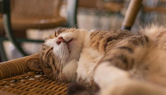 Trọn Bộ +130 Hình Ảnh Mèo Ngủ Cute, Mèo Ngủ Bựa, Meme Mèo Dễ Thương