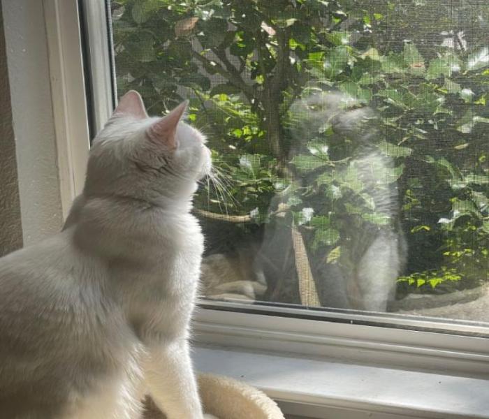 +109 Hình Ảnh Mèo Nằm Ngủ, Ảnh Mèo Ngồi Bàn, Ngồi Ghế Dễ Thương Cute