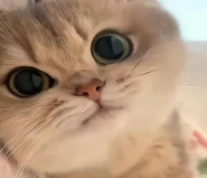 Thư Viện +125 Ảnh Mèo Ngáo Ngơ Cute, Ngộ Nghĩnh Xỉu Lên Xỉu Xuống