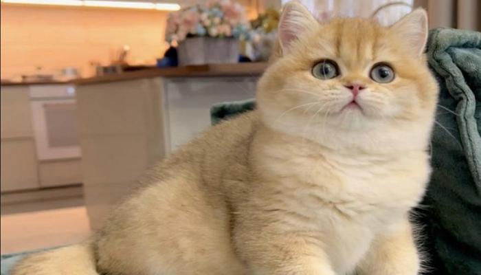 Thư Viện +850 Ảnh Mèo Anh Ba Tư Chibi Cute Hài Hước, 3D Siêu Ngầu