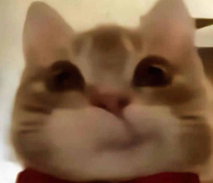 BST ảnh mặt mèo cười cute