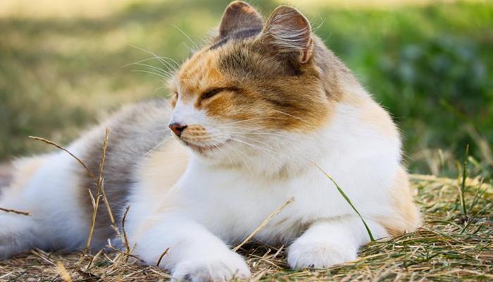 +111 Hình Ảnh Mèo Tam Thể Siêu Đẹp, Chân Thực, Chibi Hoạt Hình Cute