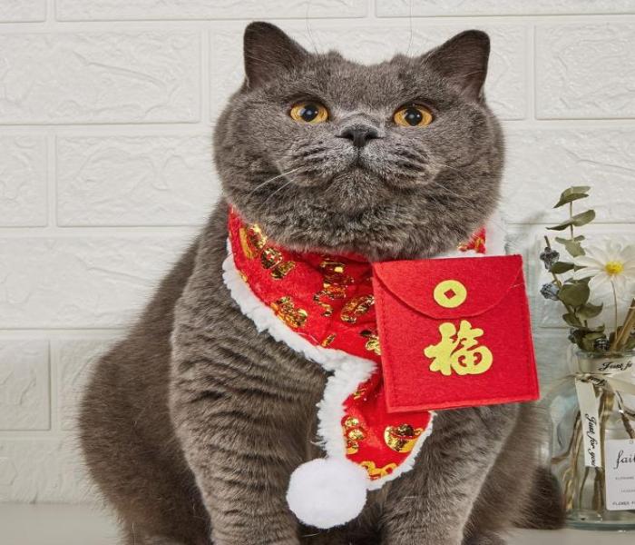 Top +169 Avatar Mèo Tết Đẹp Nhất Mạng Xã Hội, Mèo Năm Mới Cute Meme