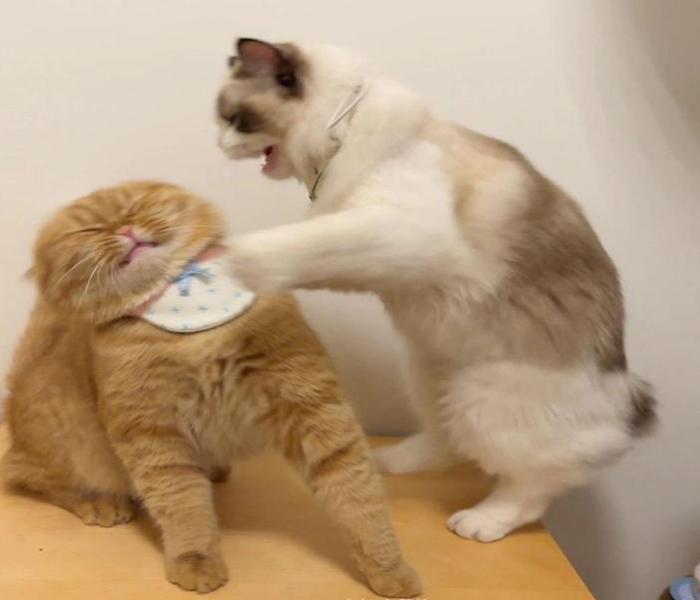 +369 Avatar Mèo Đôi Siêu Cute, Avt Đôi Mèo Vô Tri Đánh Nhau Miễn Phí