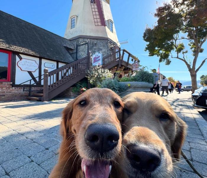 Top +120 Ảnh 2 Con Chó Thân Thiết Đáng Yêu Vô Đối Xem Ngay Kẻo Lỡ