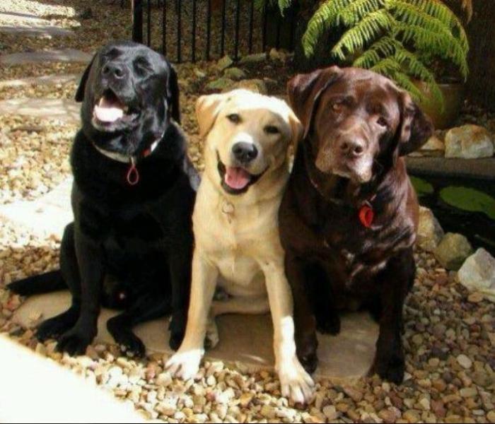 Xem Ngay +4136 Ảnh 3 Con Chó Ngộ Nghĩnh Cute, 3 Con Chó Hài Hước