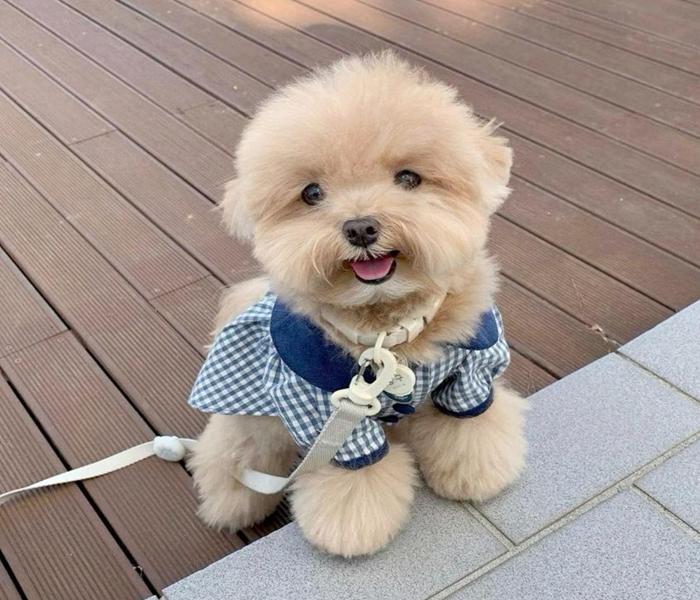 +5987 Ảnh Con Cún Con Đẹp Xinh, Siêu Dễ Thương & Cún Ngầu Cute Xỉu