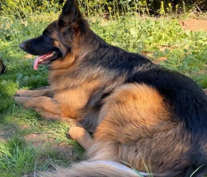 Trọn Bộ +166 Hình Ảnh Chó Becgie Đức, Chó Becgie Bỉ Cute, Ngầu Lòi