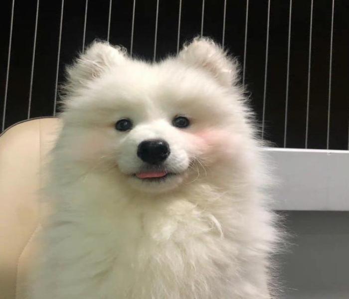 Xem Trọn +210 Hình Ảnh Con Chó Cái Đáng Yêu Xinh Xắn Xem Là Mê Ngay