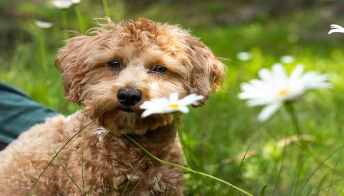 Sưu Tầm +479 Ảnh Chó Cảnh Phổ Biến, Đáng Yêu Chạm Đến Trái Tim Bạn