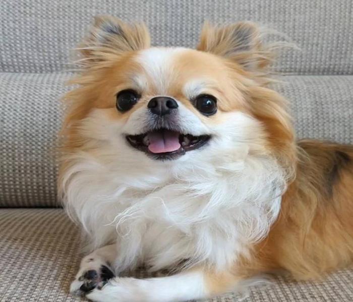 Khám Phá +1077 Ảnh Chó Chihuahua Ngầu, Dễ Thương & Meme Hài Hước