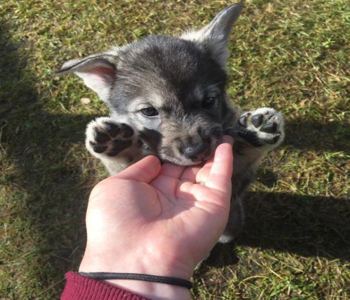 Cập Nhật +2614 Ảnh Chó Cỏ, Chó Ta Việt Nam Thân Thuộc, Dễ Thương