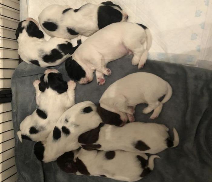 Độc Đáo +79 Ảnh Chó Đẻ, Đàn Chó Con, Hình Chó Đẻ Meme Gây Cười Cute