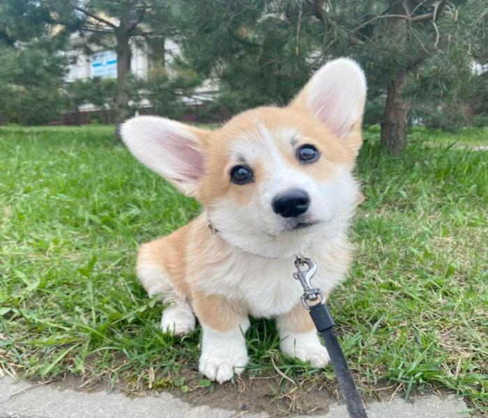 Trọn Bộ +4765 Ảnh Corgi – Hình Chó Corgi Dễ Thương Đáng Yêu Nhất