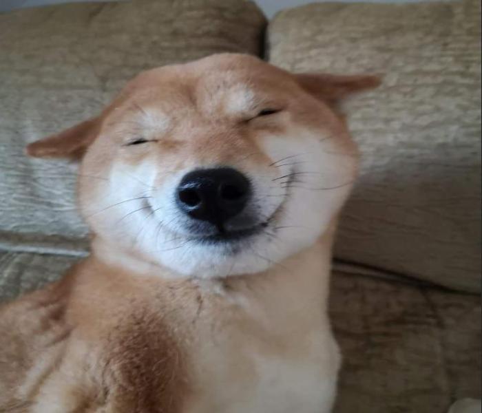 Tuyển Tập +3590 Hình Con Chó Buồn Cười, Chó Cười Đáng Yêu Meme Cute