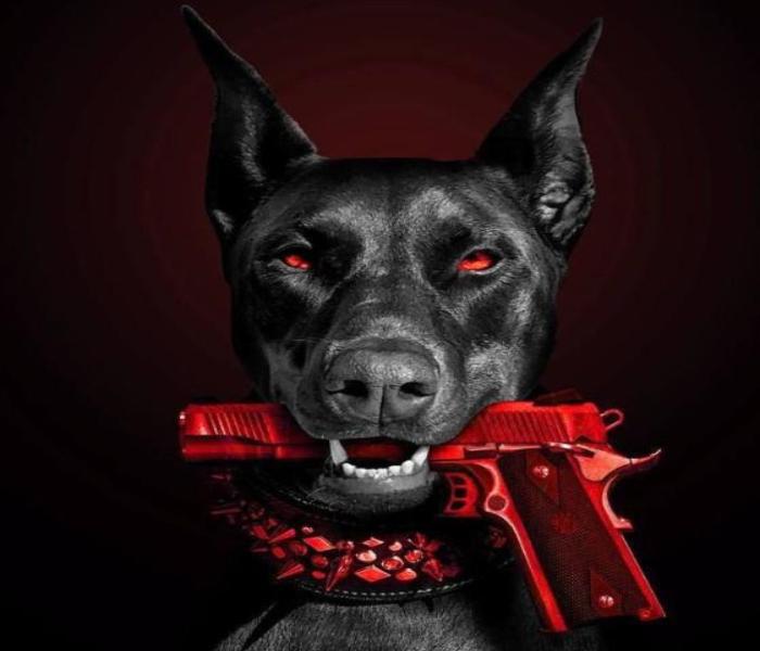 Top +83 Ảnh Con Chó Dobeman Ngầu Lòi, Mạnh Mẽ – Dobeman Chibi Cute