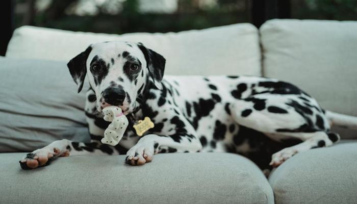 Chó Đốm – BST 101 Ảnh Con Chó Đốm Ngộ Nghĩnh Dễ Thương & Hình Vẽ Đẹp