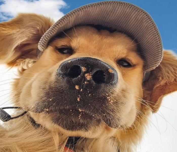 Chó Đực – Hình Ảnh Con Chó Đực Cute, Ngầu Chất Chơi Và Hài Hước Nhất