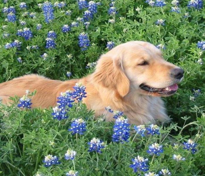 +2222 Ảnh Chó Golden Đẹp Chấn Động, Hình Golden Con Dễ Thương Nhất