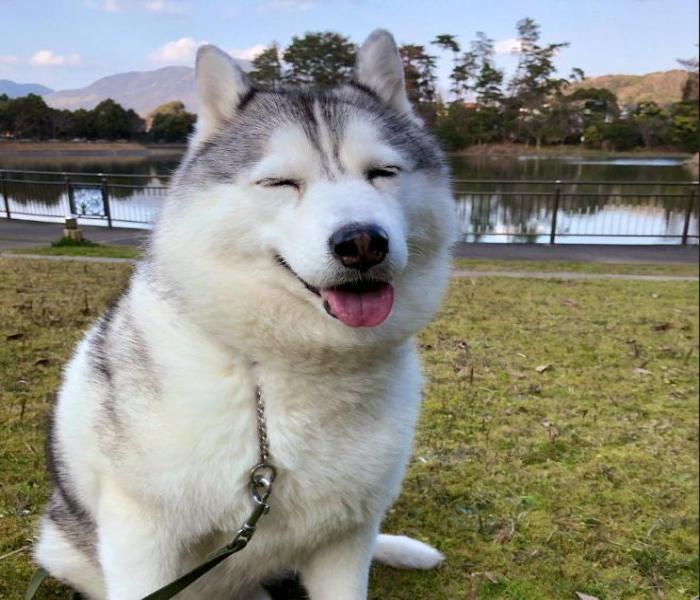 BST +1328 Ảnh Husky Ngáo Ngơ Đáng Yêu Cute Hot Rần Rần Khắp Cõi Mạng