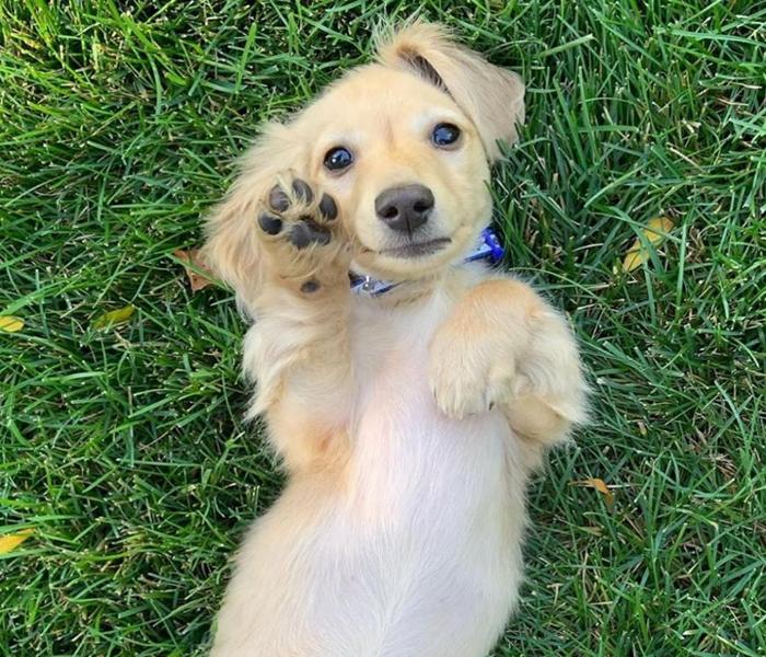 +333 Hình Ảnh Chó Lạp Xưởng Cute, Lạp Xưởng Con Dễ Thương Vô Cùng