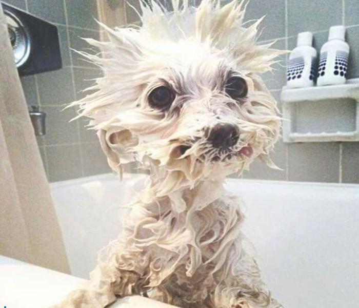 Miễn Phí +3232 Ảnh Chó Cún Lông Xù Đẹp Chấn Động, Đáng Yêu Vô Cùng