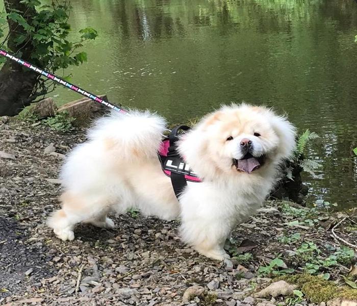 BST +133 Ảnh Chó Ngao Tây Tạng To Lớn, Dễ Thương, Ảnh Chó Ngao Ngầu