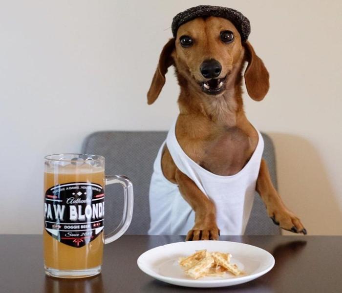 Chó Ngồi – Sưu Tầm Loạt Hình Con Chó Ngồi Ghế, Ngồi Xe, Ngồi Nhậu