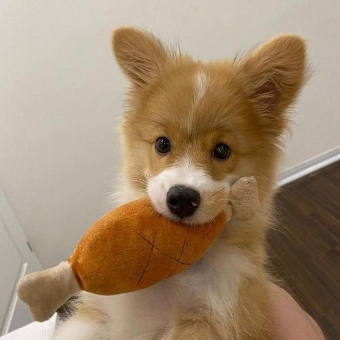 Chọn Lọc +139 Ảnh Chó Ngu, Hình Con Chó Mặt Ngu Ngơ Cute Vô Cùng