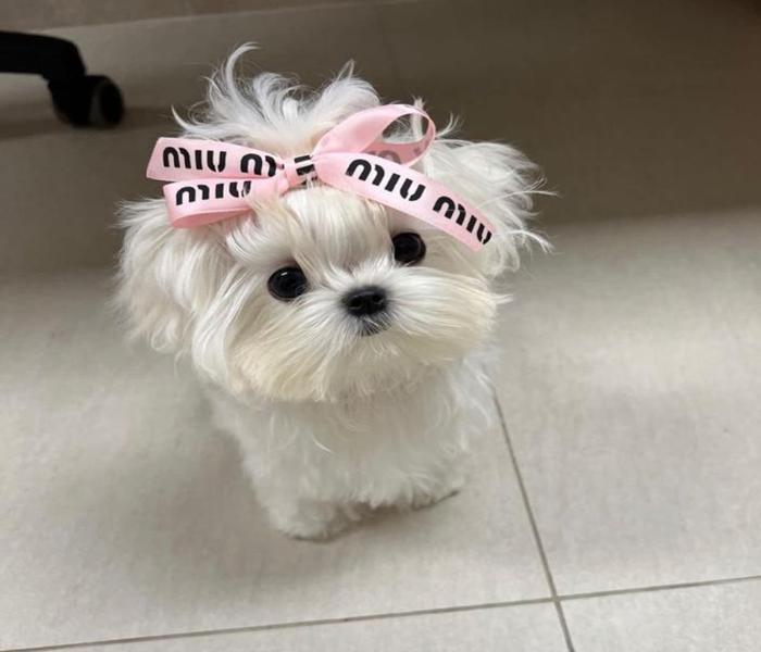 Chọn Lọc 190+ Ảnh Phốc Sóc Đẹp, Phốc Mini Đen Nâu Chibi Đáng Yêu Xỉu