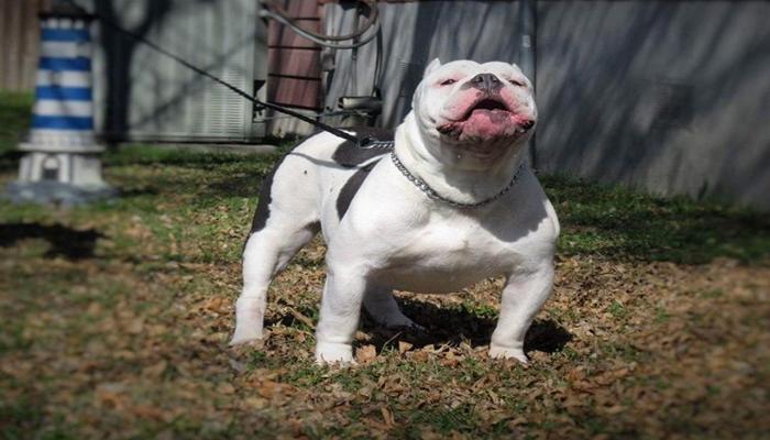 Mới Nhất +475 Ảnh Pitbull – Chó Pitbull Ngầu, Cơ Bắp Mạnh Mẽ Xem Ngay