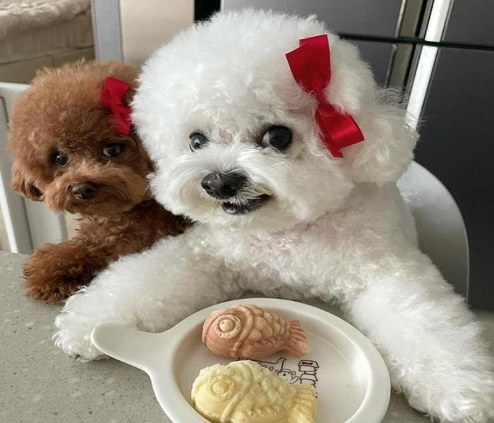 +9889 Ảnh Poodle Dễ Thương – Chó Poodle Trắng, Đen, Nâu Đẹp Nhất