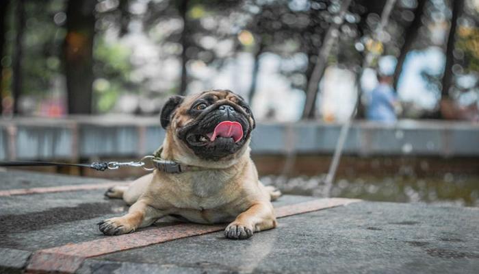 +184 Ảnh Chó Mặt Xệ Ngầu, Siêu Đẹp , Hình Con Chó Pug Đáng Yêu Nhất