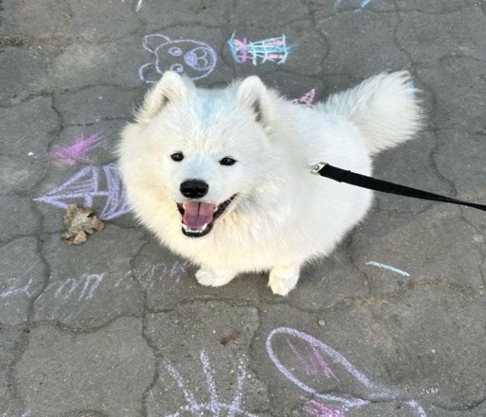 Top +222 Ảnh Chó Samoyed Đáng Yêu Dễ Thương Đang Viral Khắp Cõi Mạng