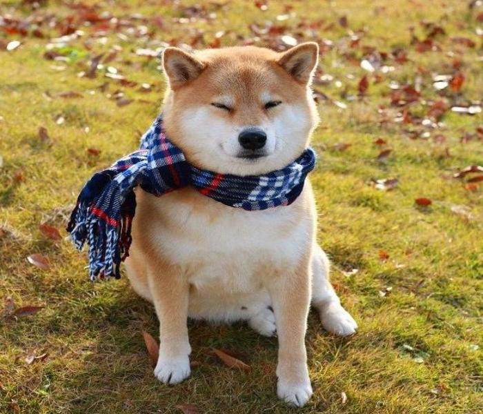 Tất Cả +98799 Ảnh Về Chó Shiba Cute “Gây Sốt” Mạng Xã Hội Đừng Bỏ Lỡ