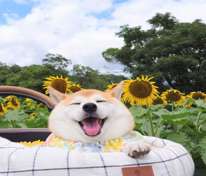 Ngắm Trọn +459 Ảnh Shiba Cười Dễ Thương, Duyên Dáng, Meme Shiba Cười