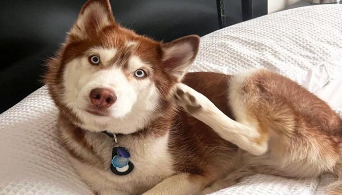 +3513 Hình Con Chó Ngáo Ngơ, Ảnh Chó Ngáo Meme Hài Hước Cute Nhất