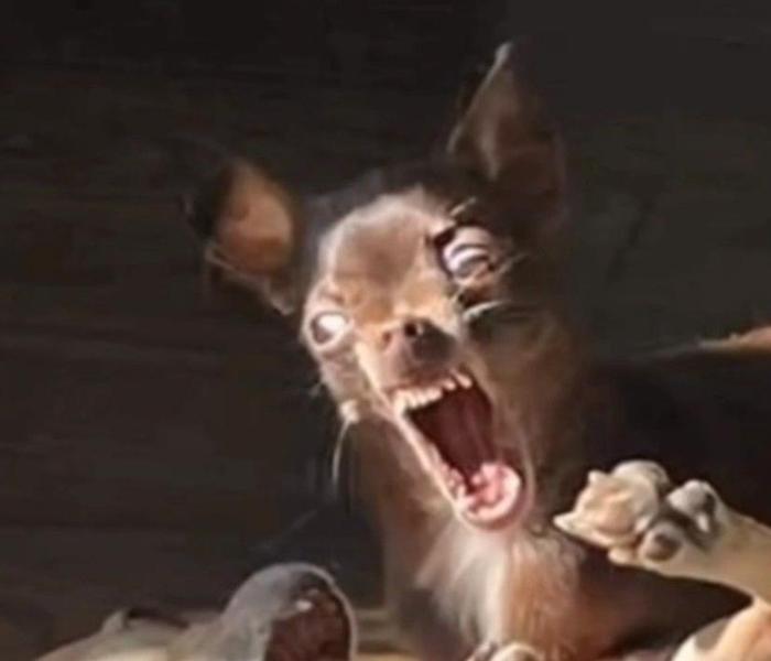 Lạ Lùng +107 Hình Con Chó Xấu, Ảnh Chó Xấu Nhất Thế Giới, Xấu Hờn