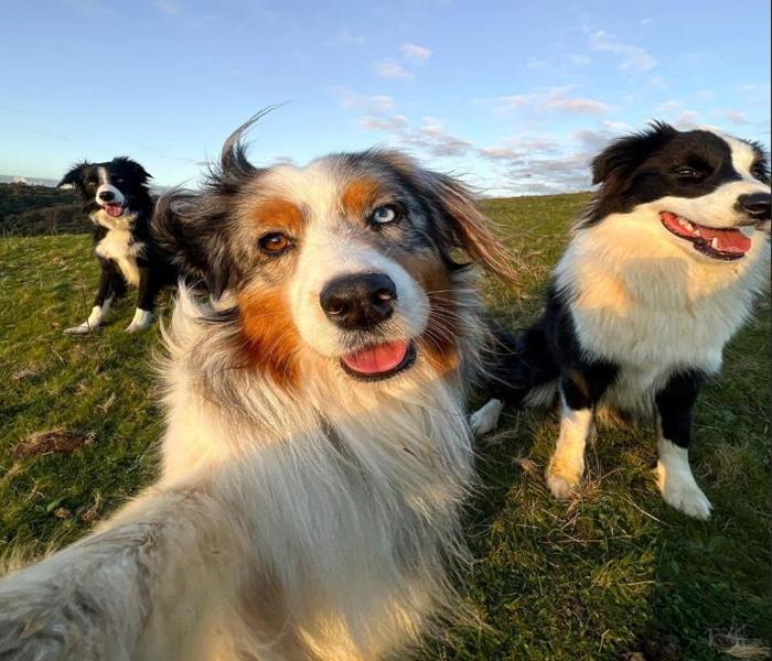 Bộ Sưu Tập +359 Ảnh Đàn Chó Đẹp, Hài Hước, Hình Đàn Chó Nô Đùa Cute