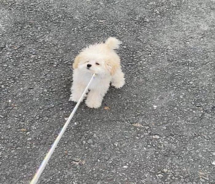 +7601 Ảnh Dắt Chó Hài Hước Vui Nhộn, Hình Dắt Chó Đi Dạo Đẹp Vô Cùng