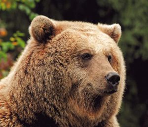 Ảnh gấu nâu đẹp đáng yêu