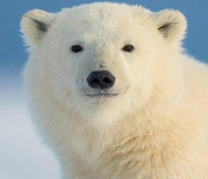 Ảnh gấu trắng cute đẹp nhất