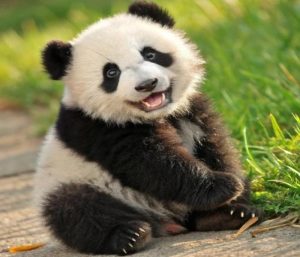 Ảnh gấu trúc đẹp, cute