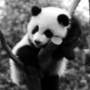 Ảnh con gấu buồn cute meme