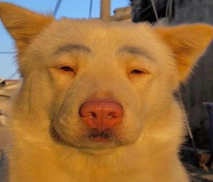 Xem Ngay +138 Hình Mặt Chó Đáng Yêu, Mặt Chó Cười, Hài Hước Ngáo Ngơ